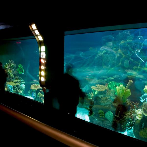 An aquarium lit up with Zoo guests in standing in front of it