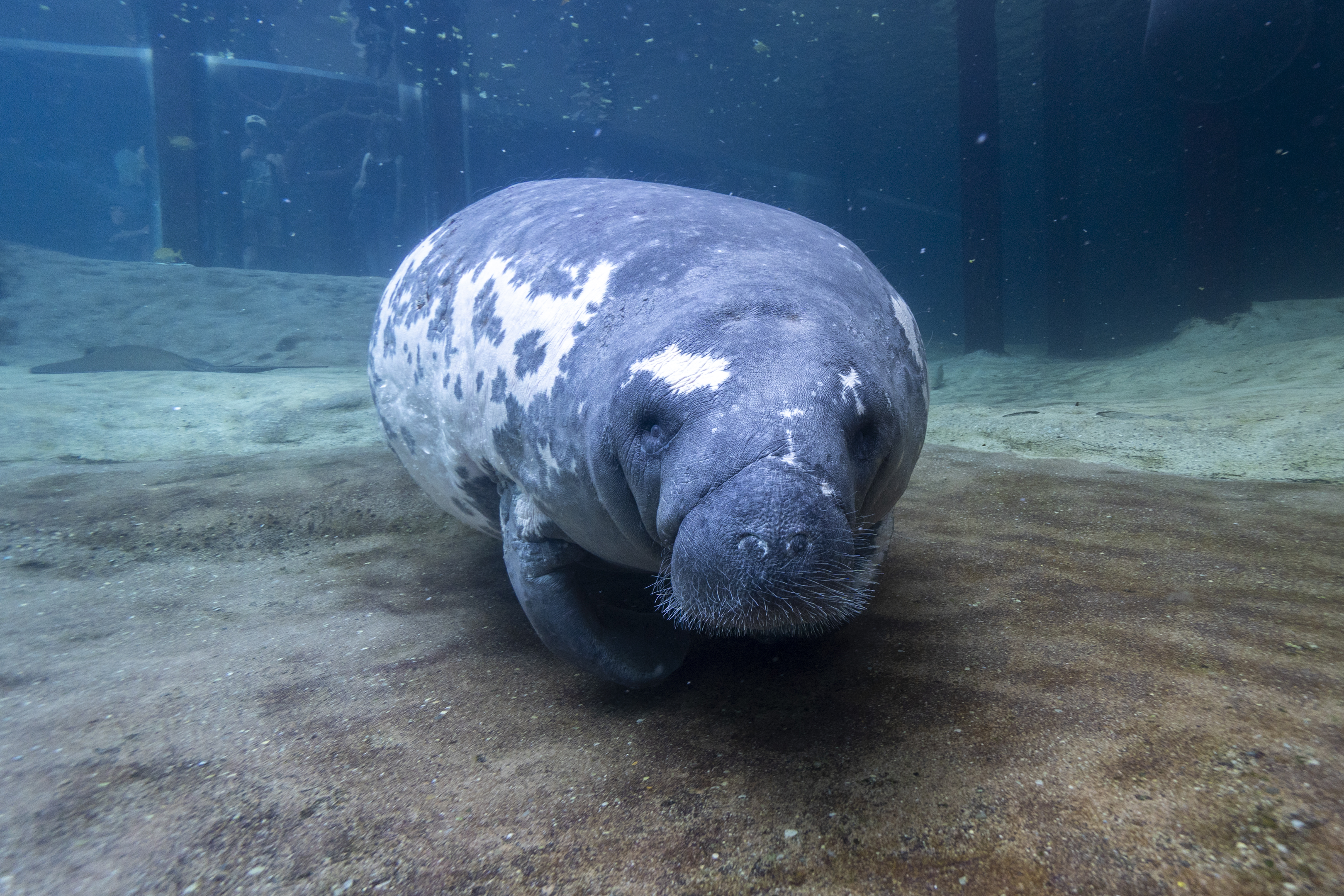 manatee in water