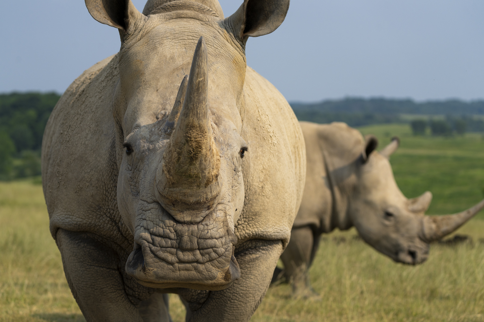 rhino in pasture
