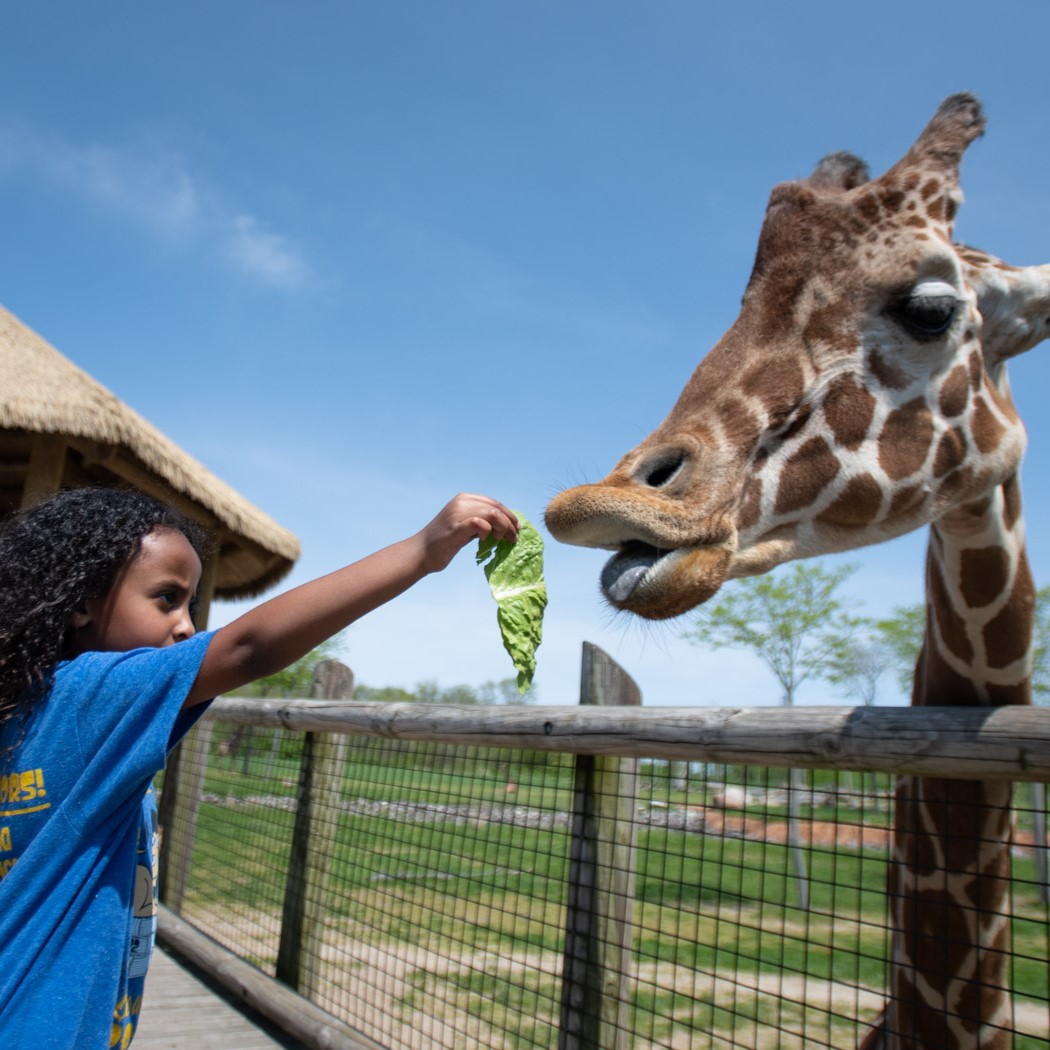 giraffe feeding