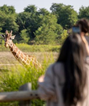 Image of a guest taking a picture of a giraffe at the Columbus Zoo