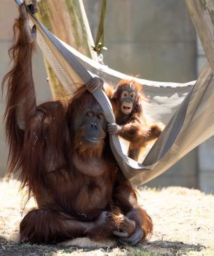 Image of two orangutangs at the Columbus Zoo
