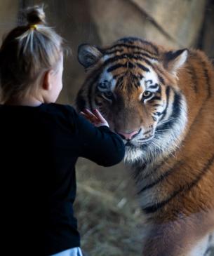 Image of a little girl with her hand on the glass at the tiger habitat at the Columbus Zoo