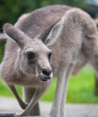 Kangaroo